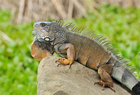 Iguana